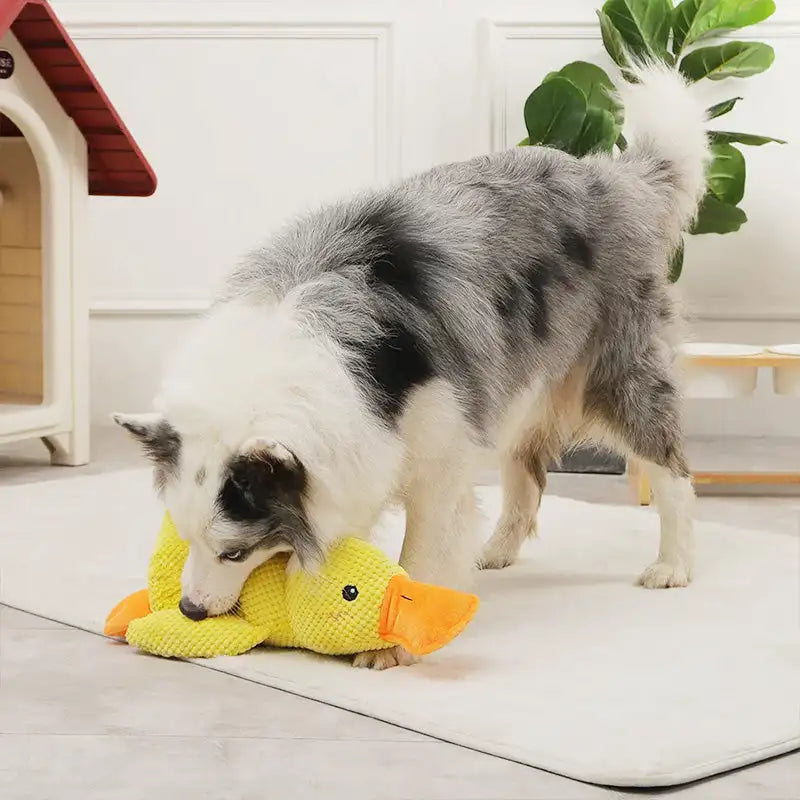 QuackQuack Duck: Joyful Pup Playtime